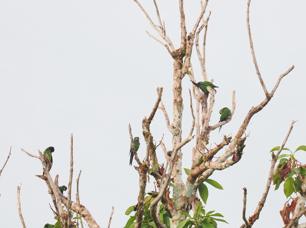 Cotorra Colinegra - ML645313120