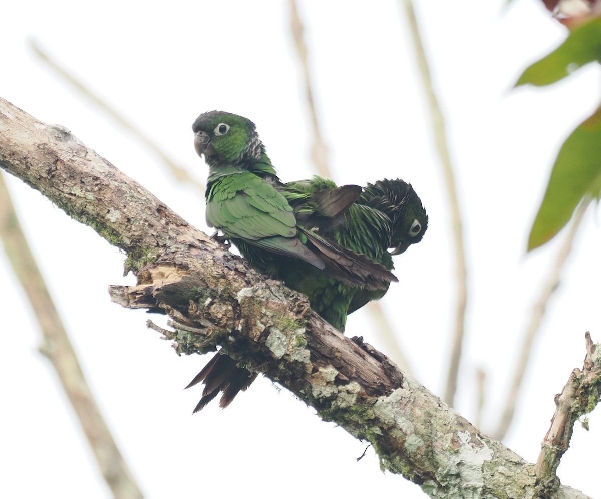 Cotorra Colinegra - ML645313145