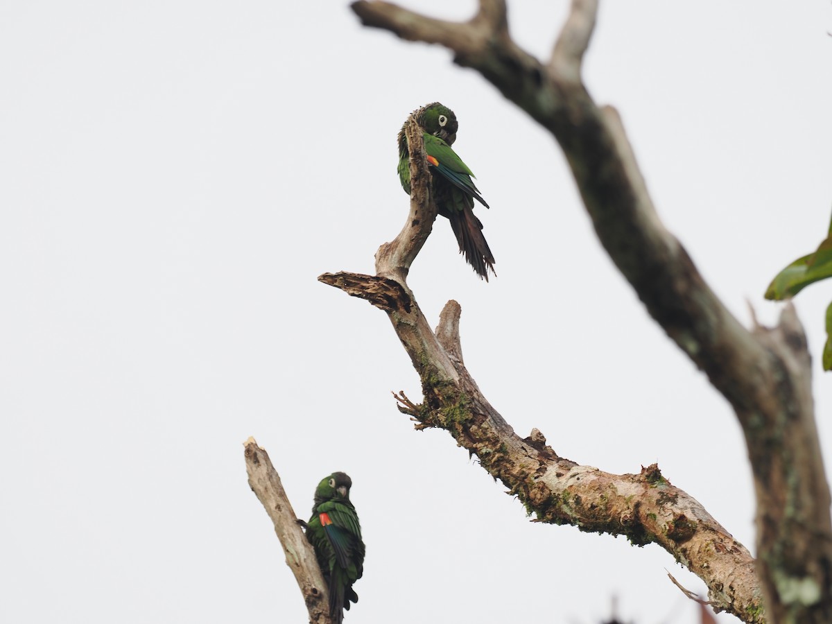 Cotorra Colinegra - ML645313146