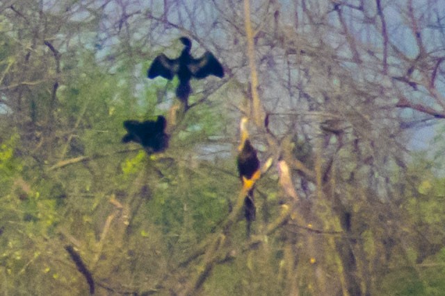 Oriental Darter - ML645313152