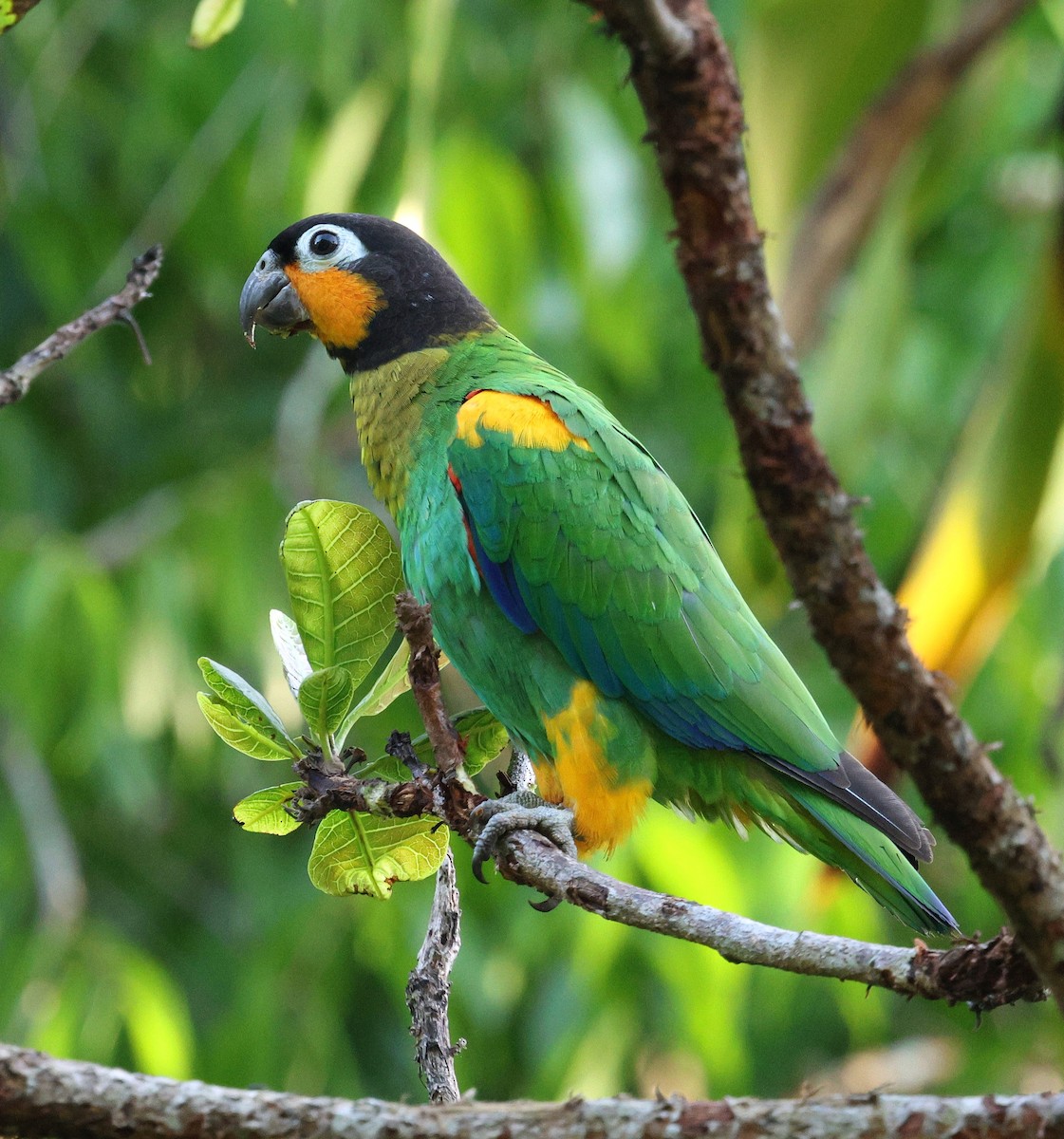 Orange-cheeked Parrot - ML645313153