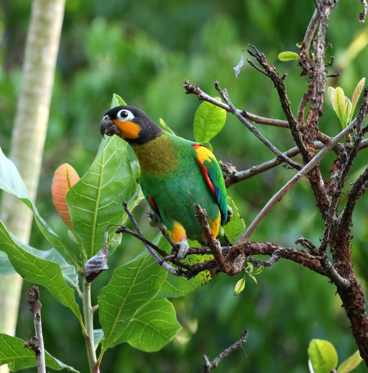 Orange-cheeked Parrot - ML645313154