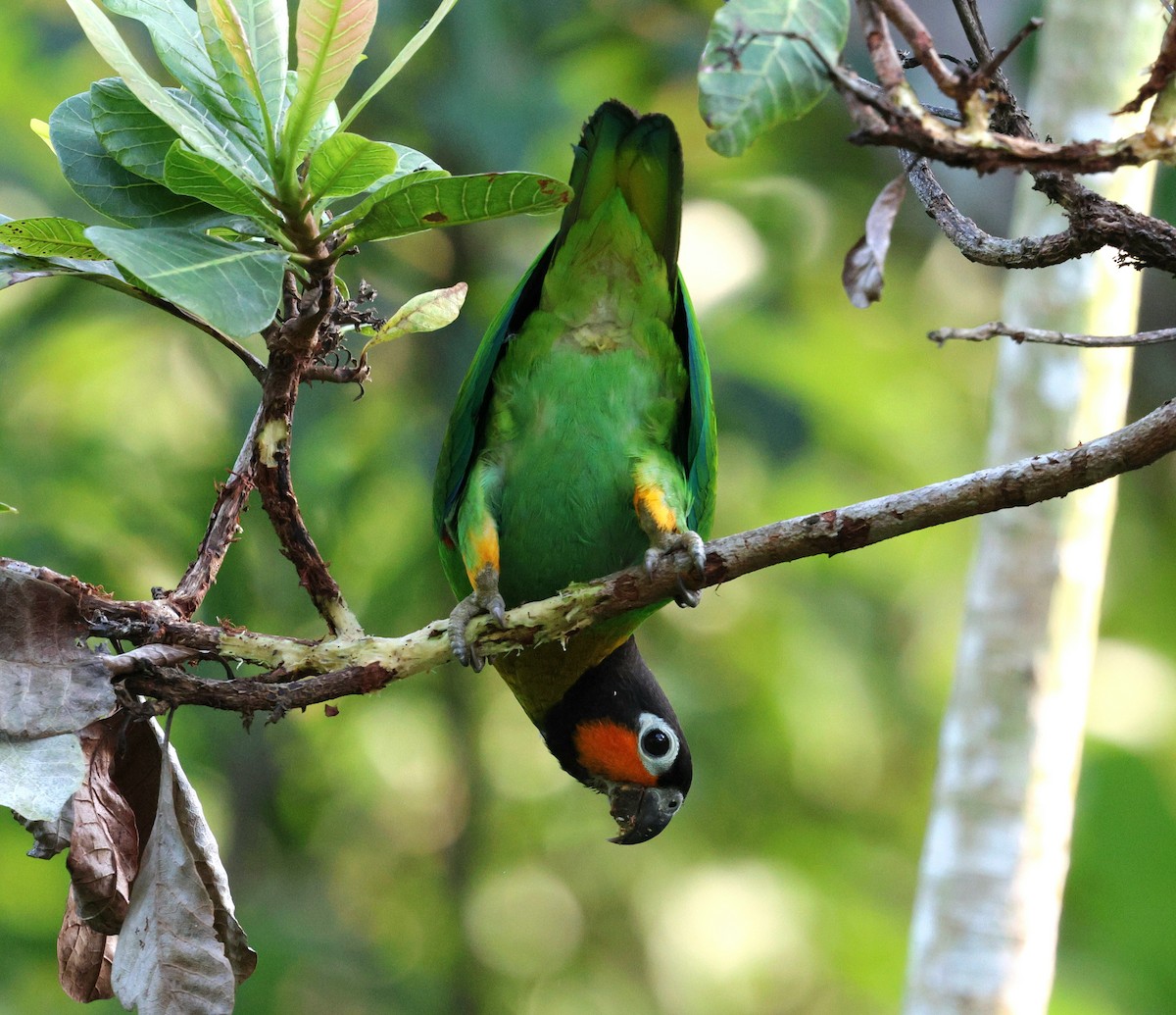 Orange-cheeked Parrot - ML645313155