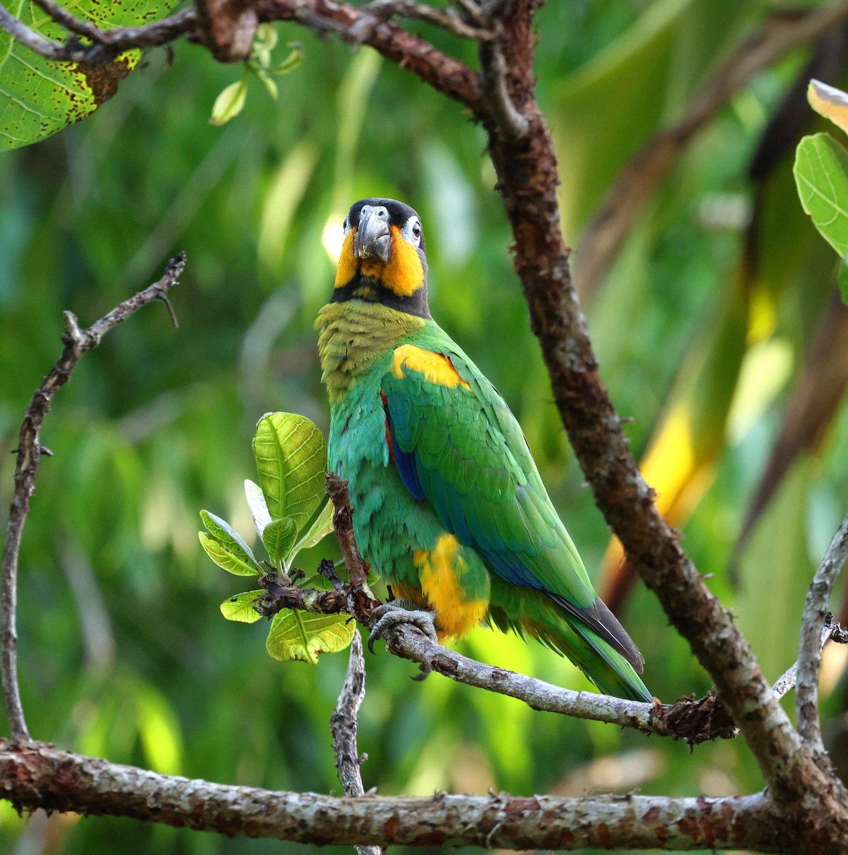 Orange-cheeked Parrot - ML645313156