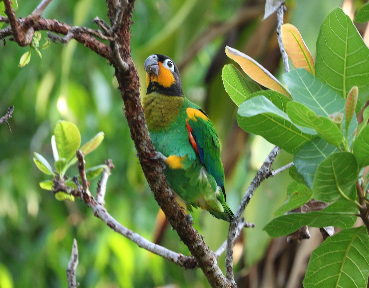 Orange-cheeked Parrot - ML645313157