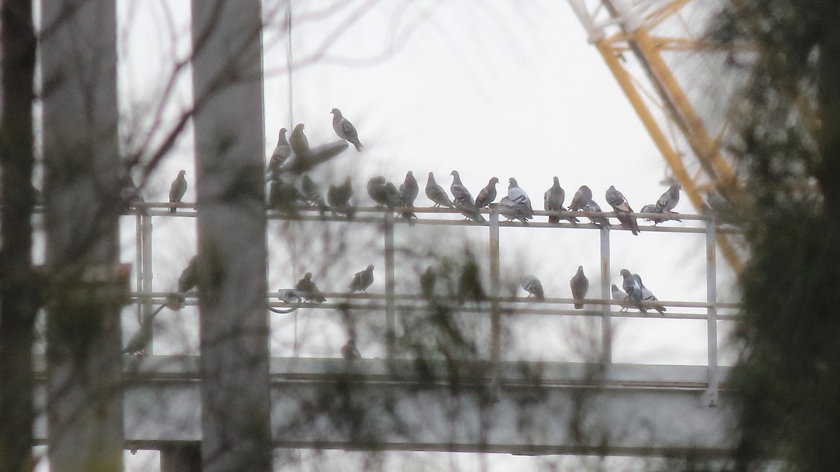 יונת בית - ML645313161