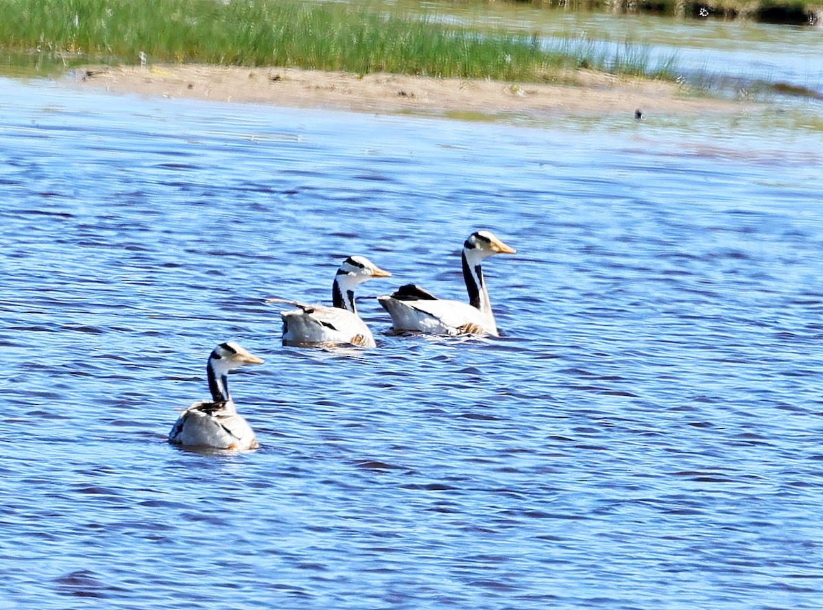 Гуска гірська - ML645313174