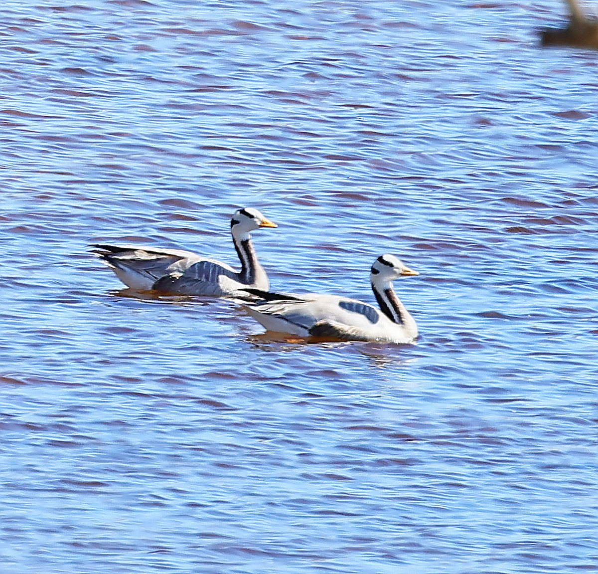 Гуска гірська - ML645313175