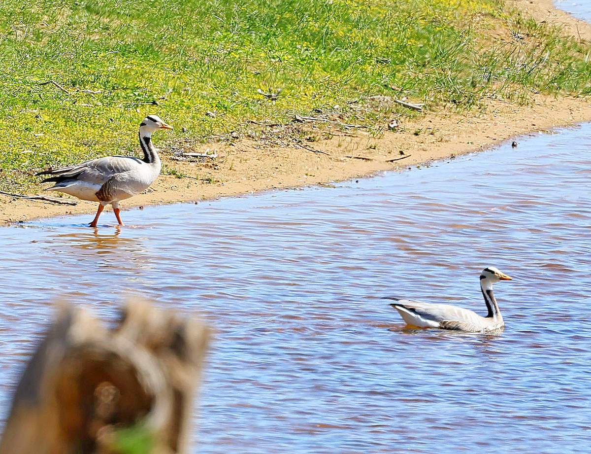 Гуска гірська - ML645313176