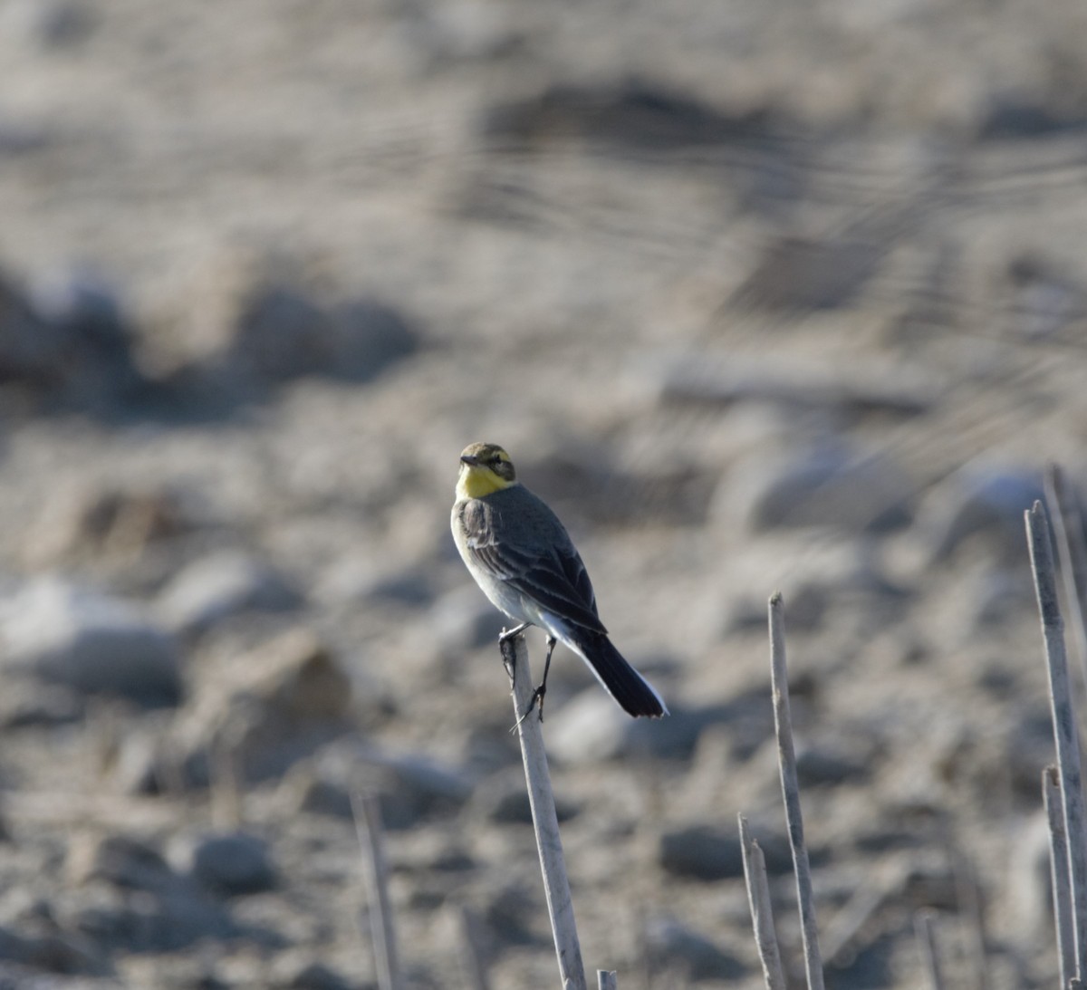 נחליאלי לימוני - ML645313184