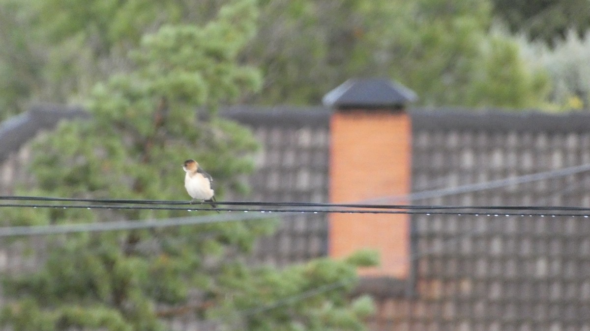 European Red-rumped Swallow - ML645313234