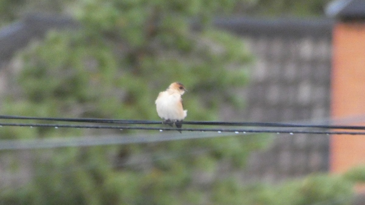 European Red-rumped Swallow - ML645313235