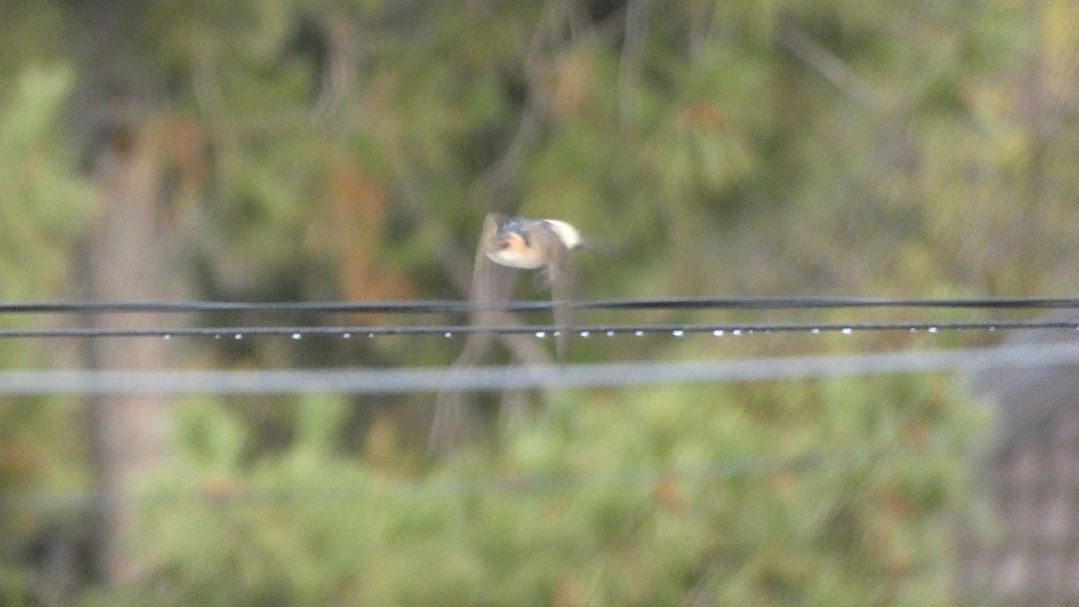 European Red-rumped Swallow - ML645313236