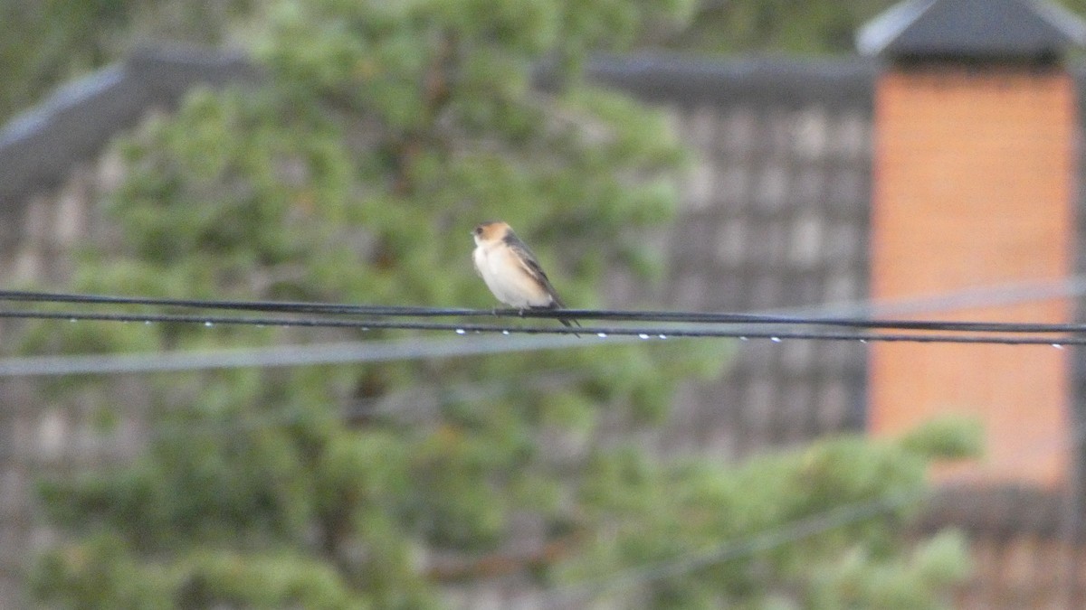 European Red-rumped Swallow - ML645313237