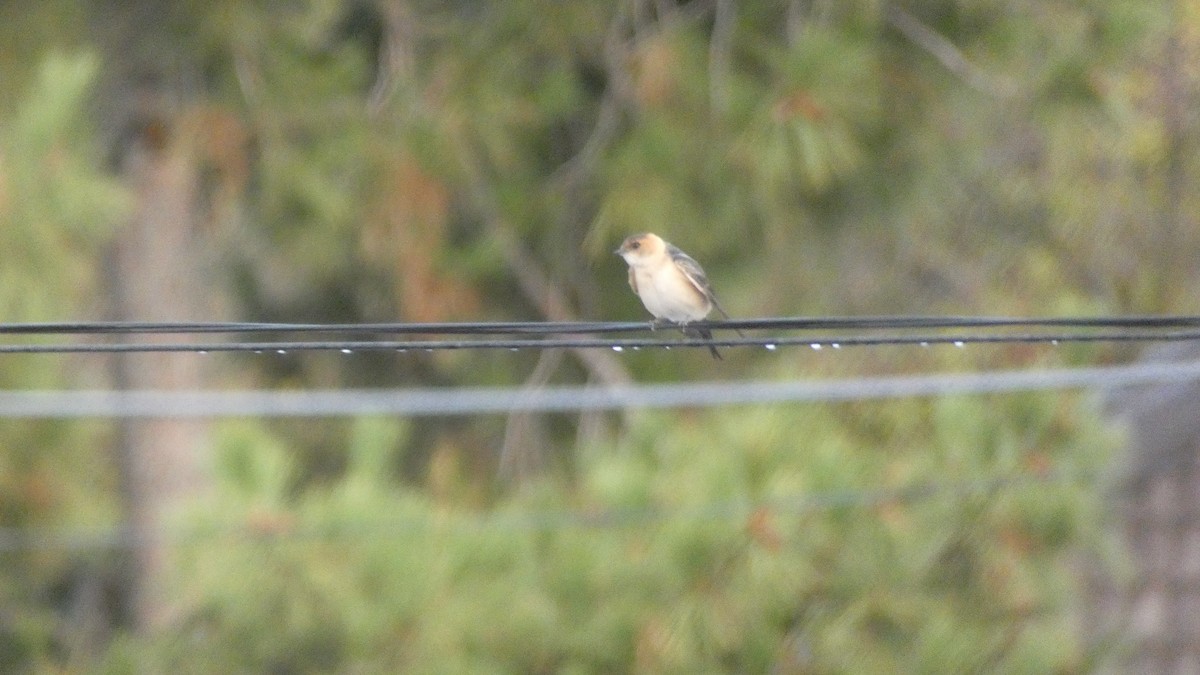 European Red-rumped Swallow - ML645313238