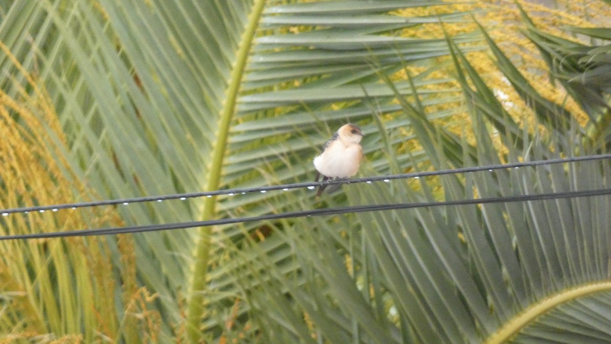 European Red-rumped Swallow - ML645313239