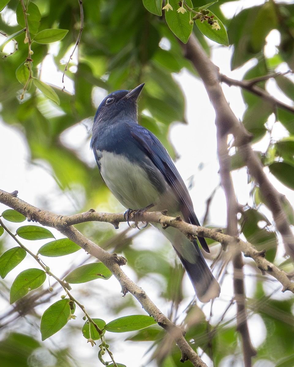Zappey's Flycatcher - ML645313241