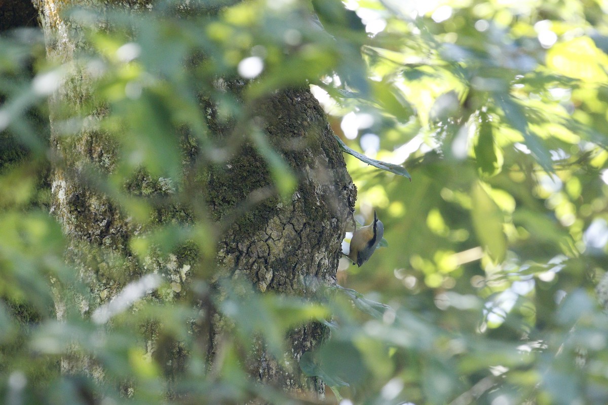 Повзик звичайний - ML645313242