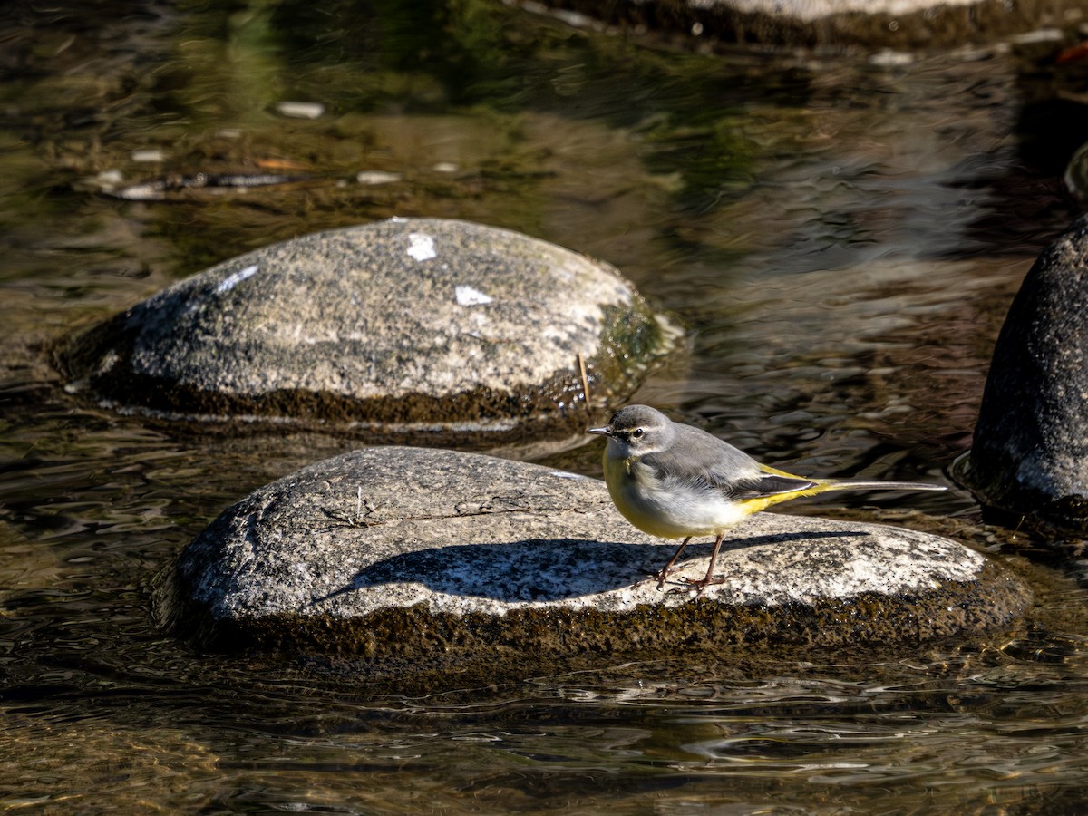 Gray Wagtail - ML645313259