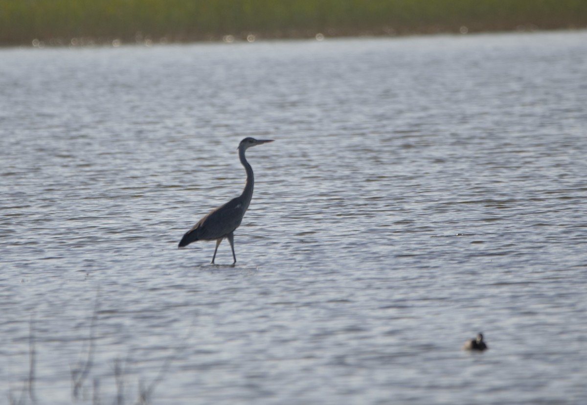 アフリカクロサギ - ML645313266