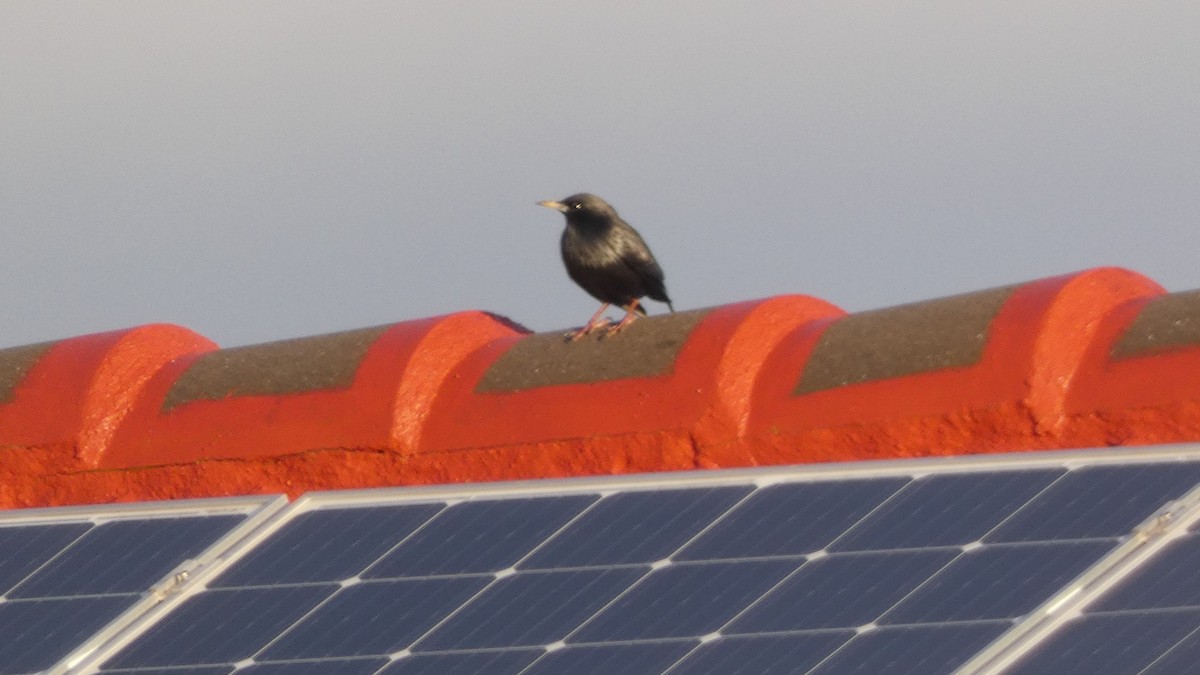 Spotless Starling - ML645313274