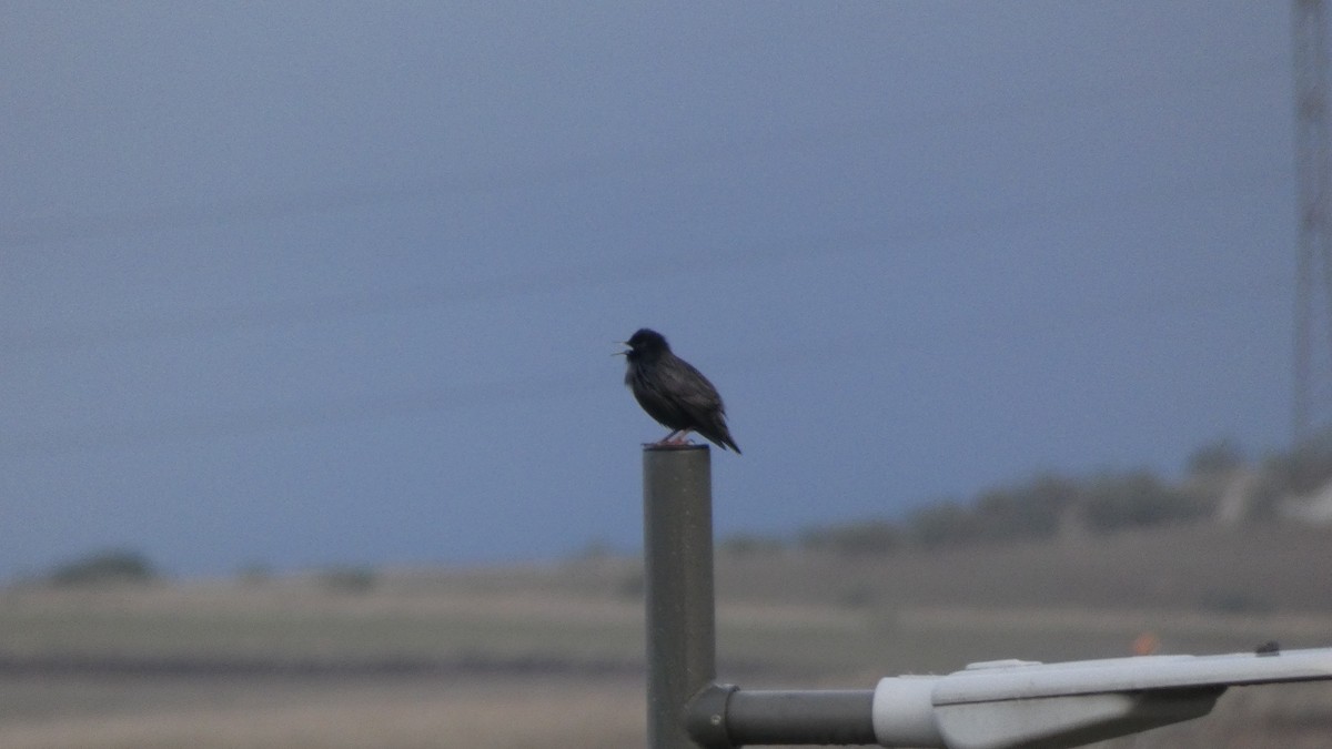 Spotless Starling - ML645313275