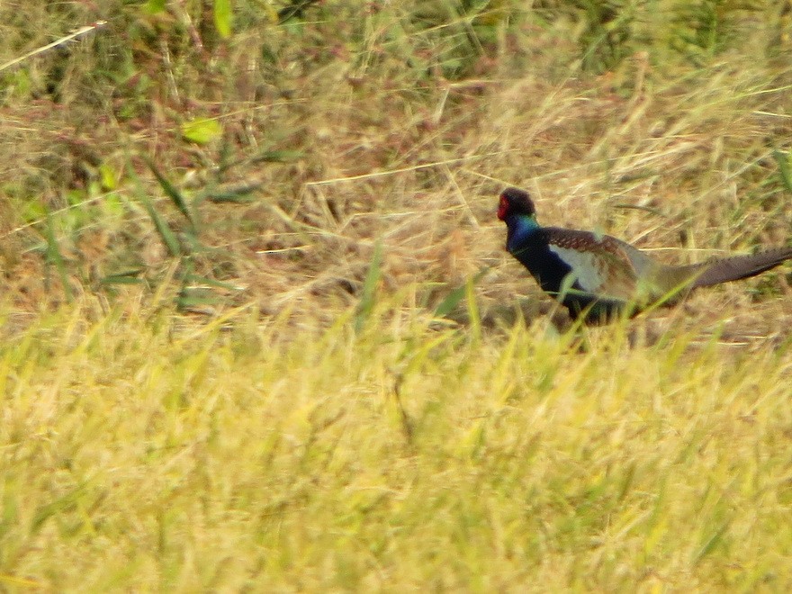 Green Pheasant - ML645313282