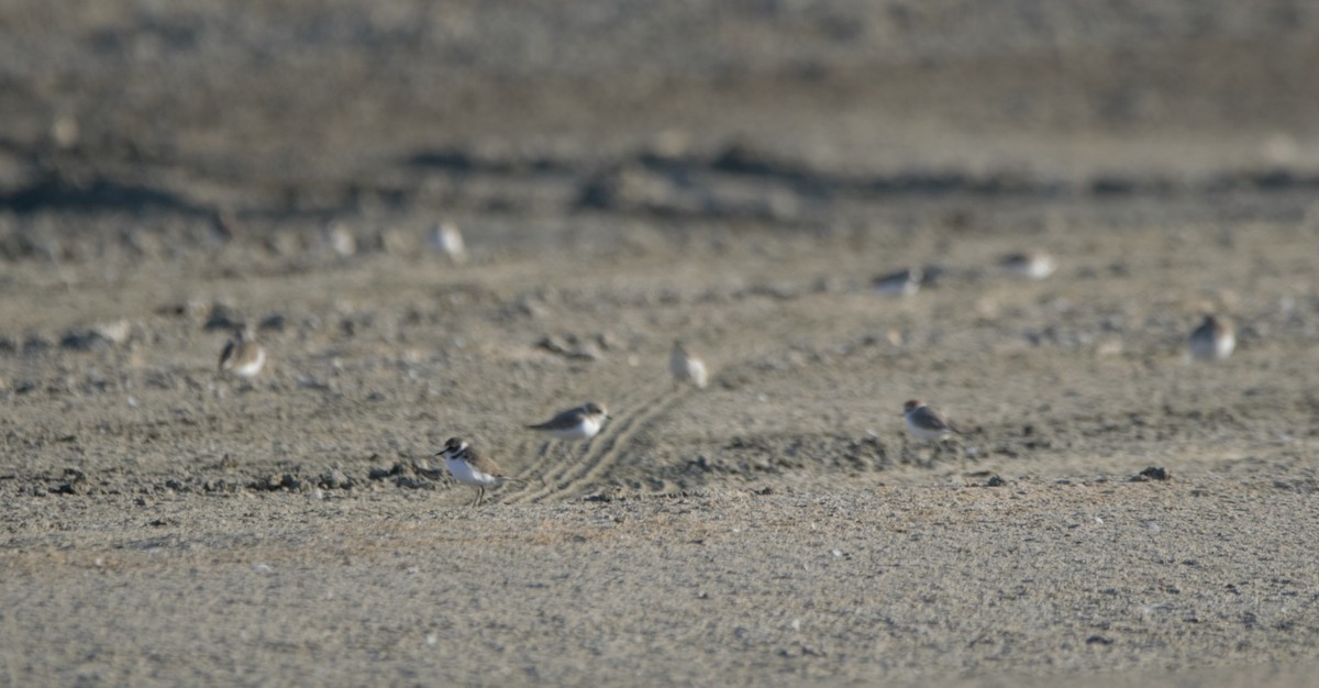 ハジロコチドリ／コチドリ - ML645313299