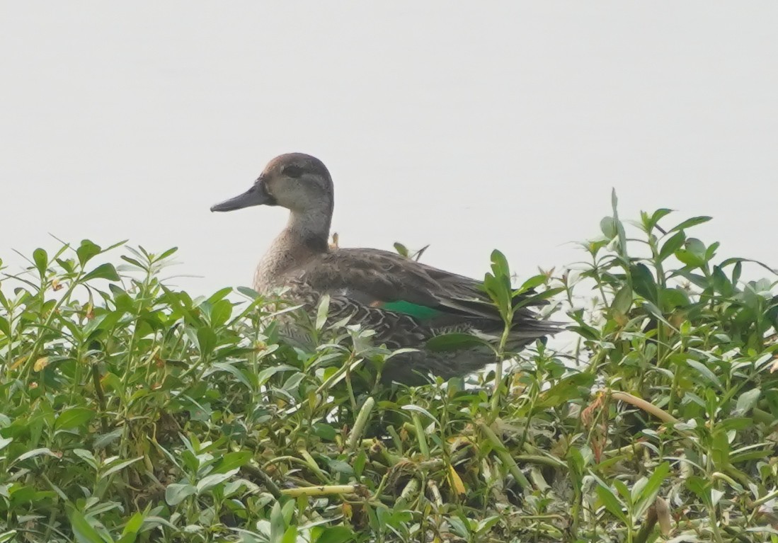 Çamurcun - ML645313317