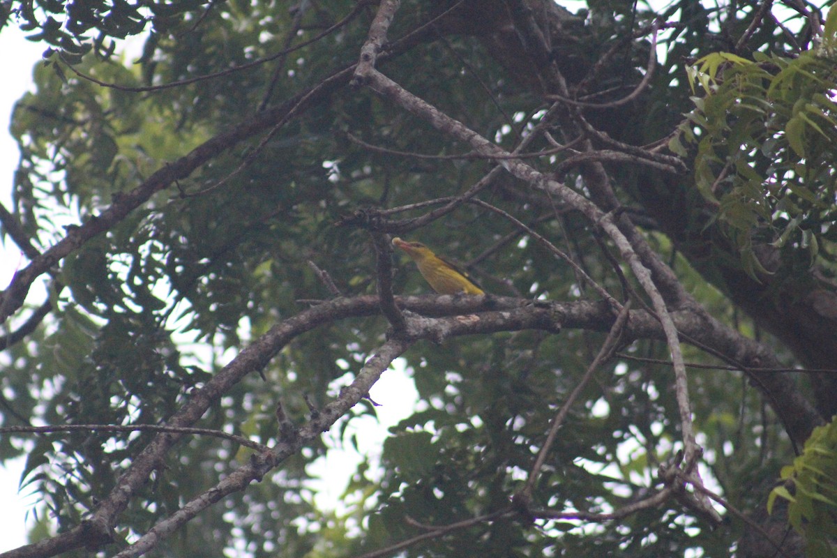 Loriot indien - ML645313319