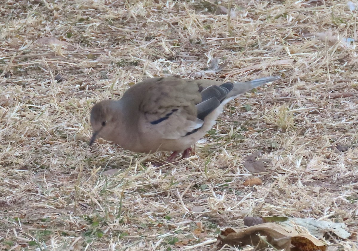 Picui Ground Dove - ML645313326