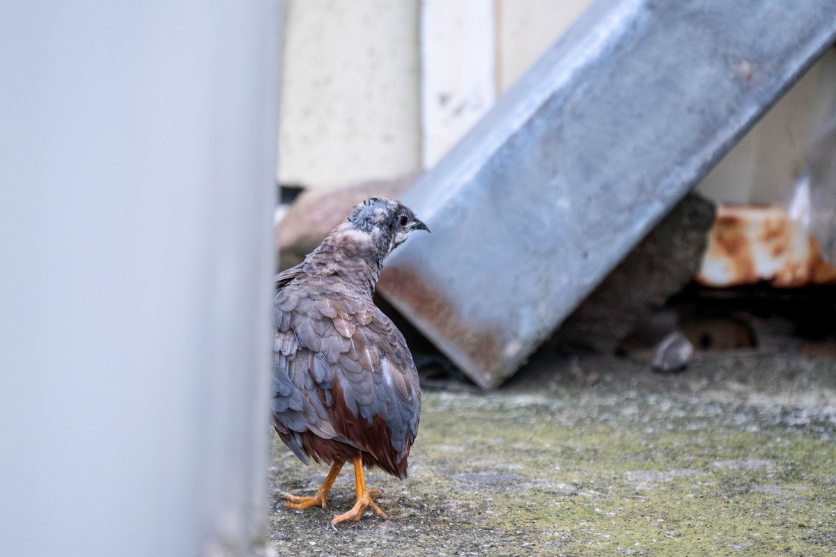 křepelka čínská - ML645313327