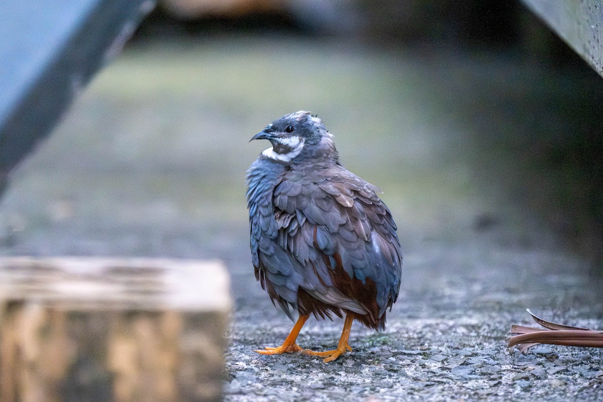 křepelka čínská - ML645313328