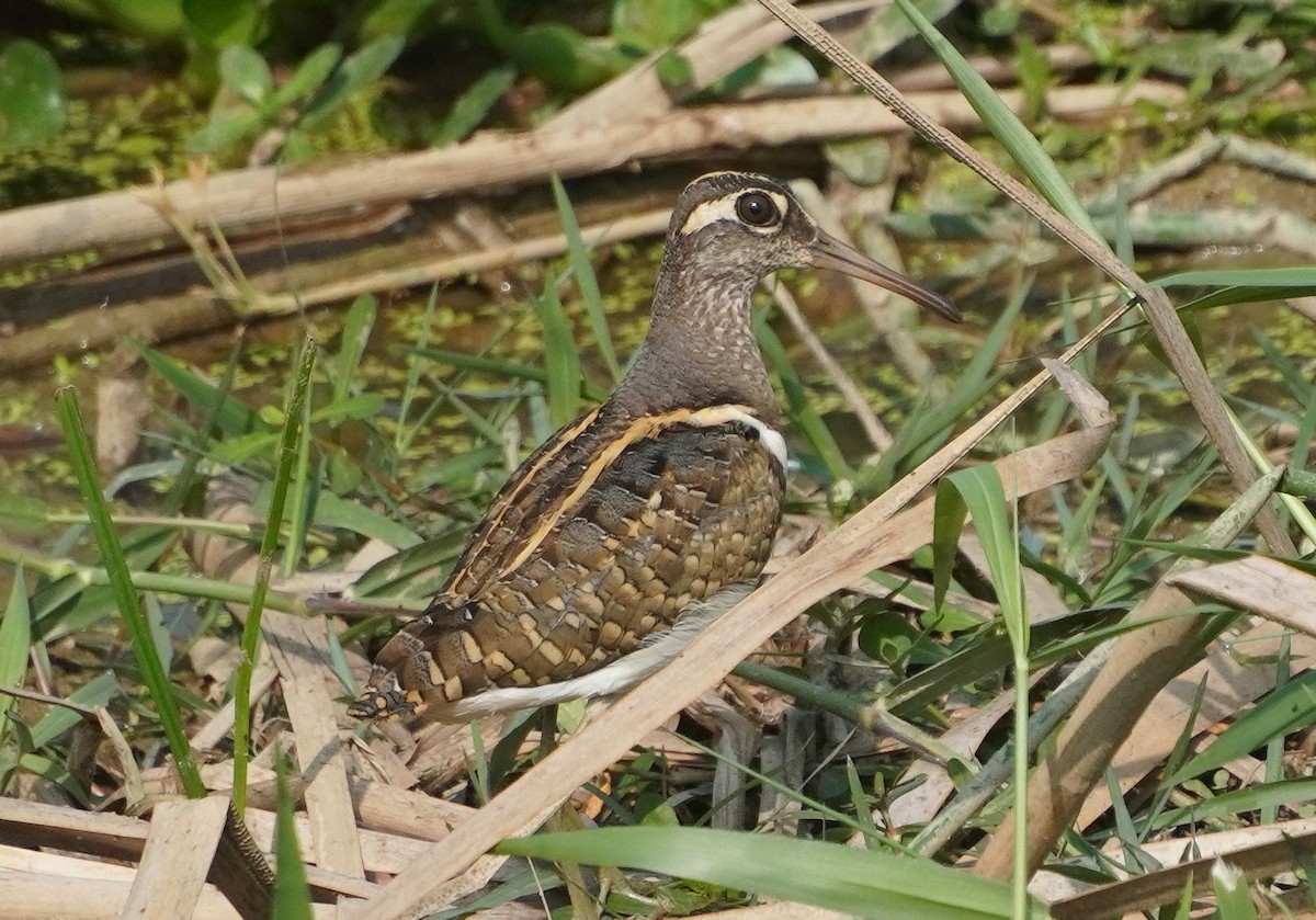 Boyalıçulluk - ML645313339