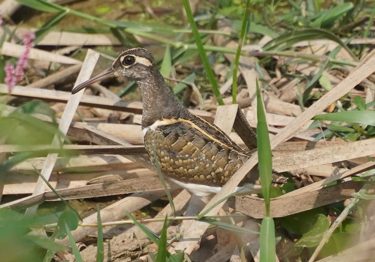 Boyalıçulluk - ML645313340