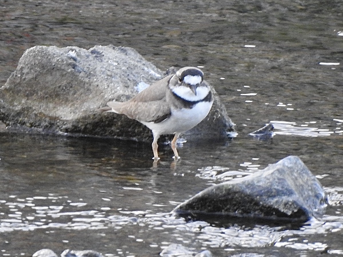 Long-billed Plover - ML645313341