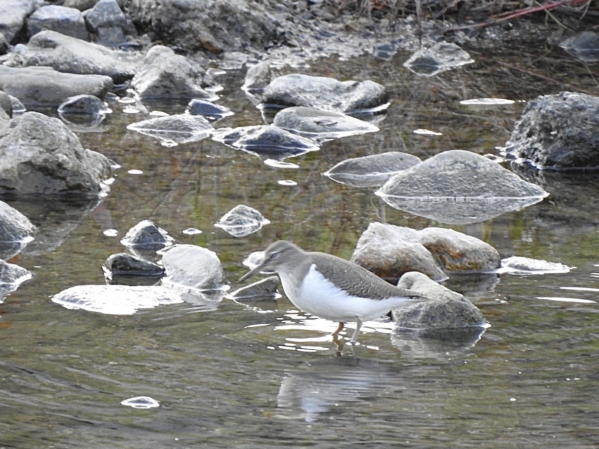 Common Sandpiper - ML645313343