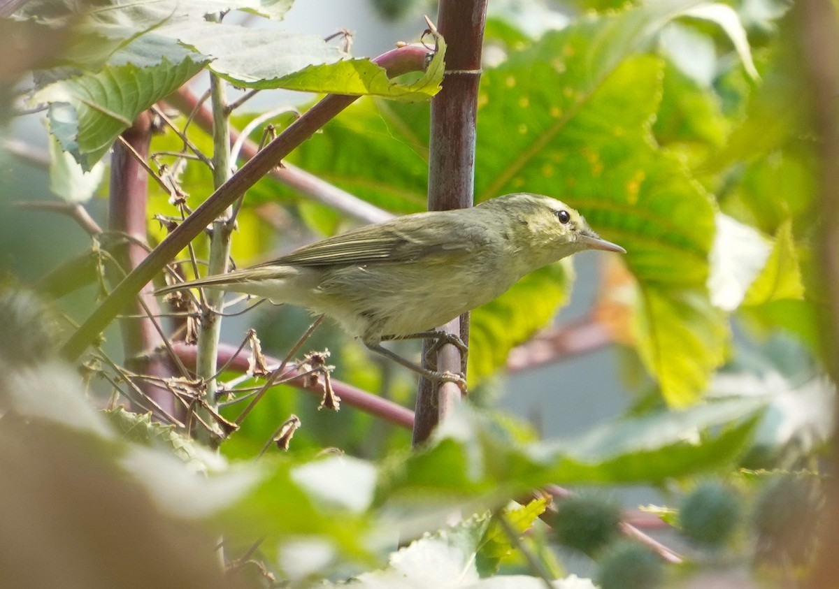 Pouillot du Caucase - ML645313347