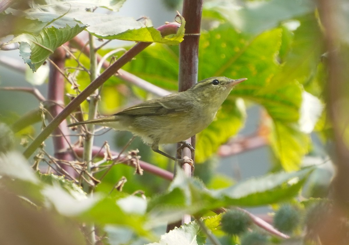 Pouillot du Caucase - ML645313348