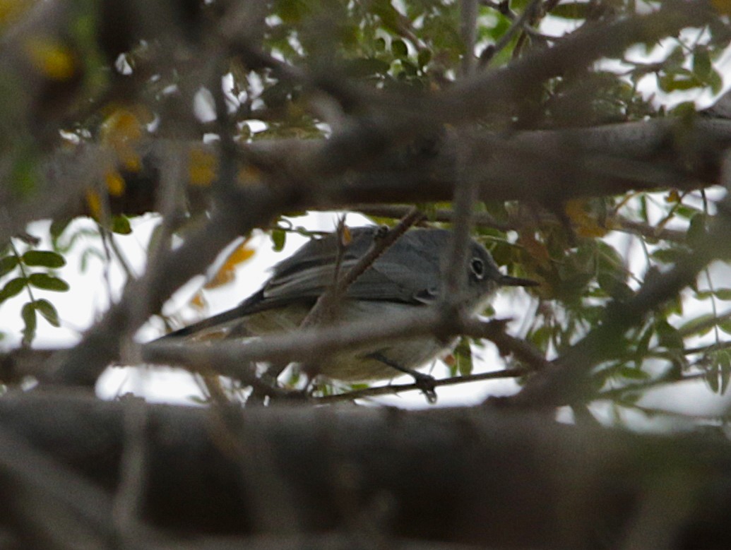 Blue-gray Gnatcatcher - ML645313350