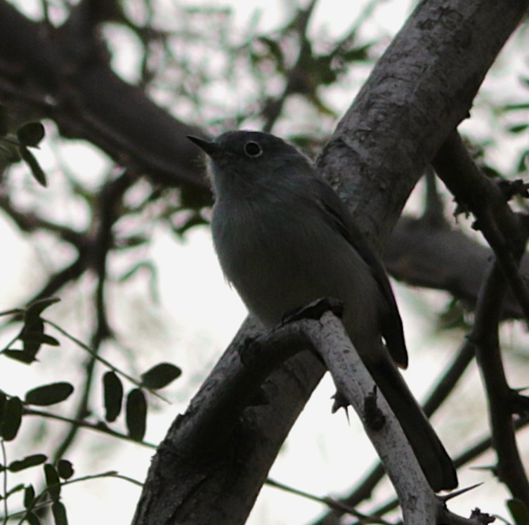 Blue-gray Gnatcatcher - ML645313351