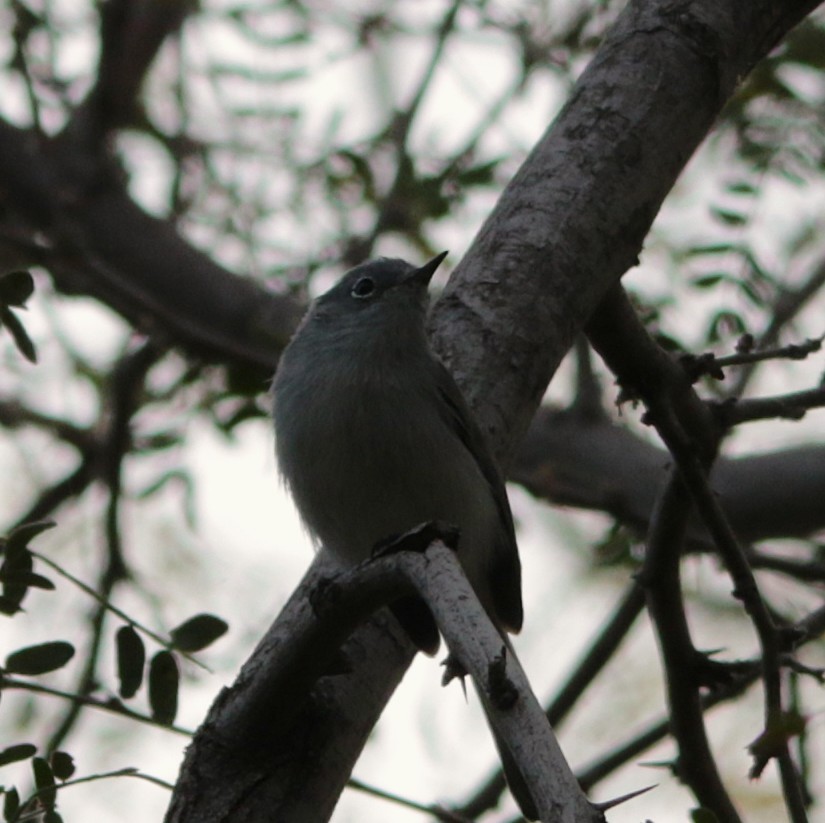 Blue-gray Gnatcatcher - ML645313352