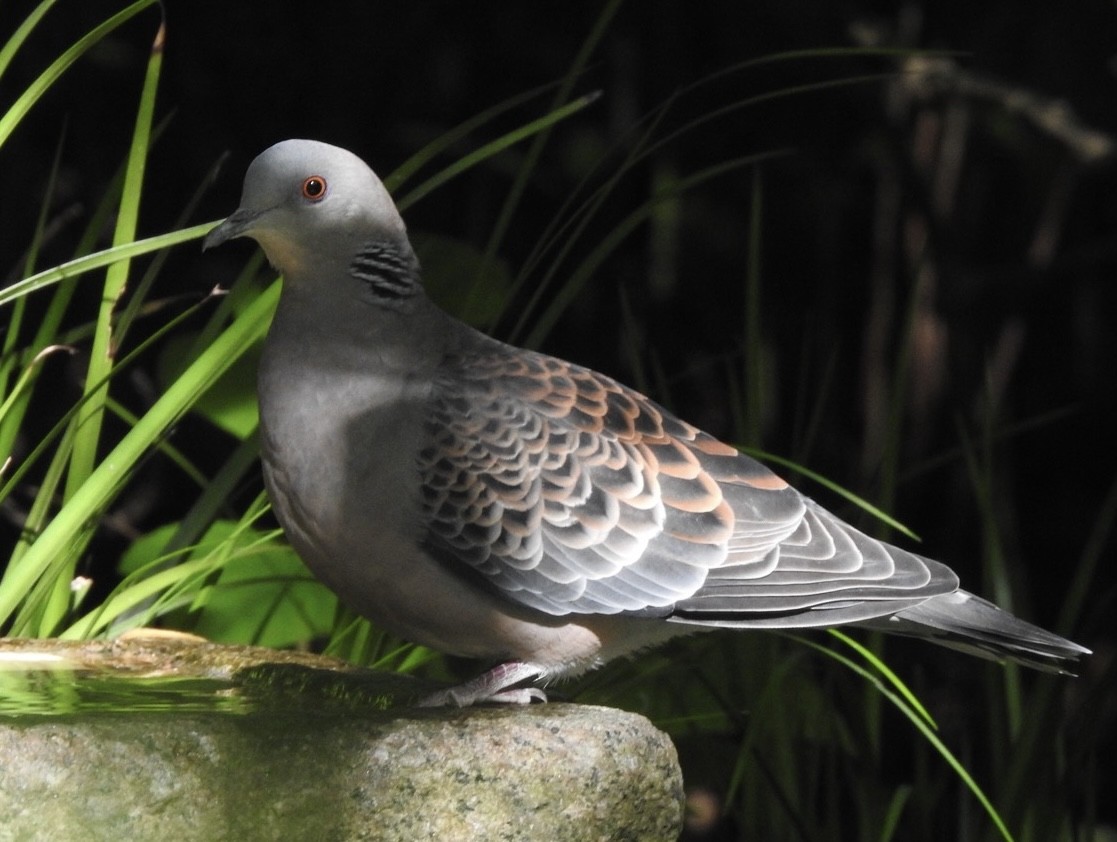 Oriental Turtle-Dove - ML645313357