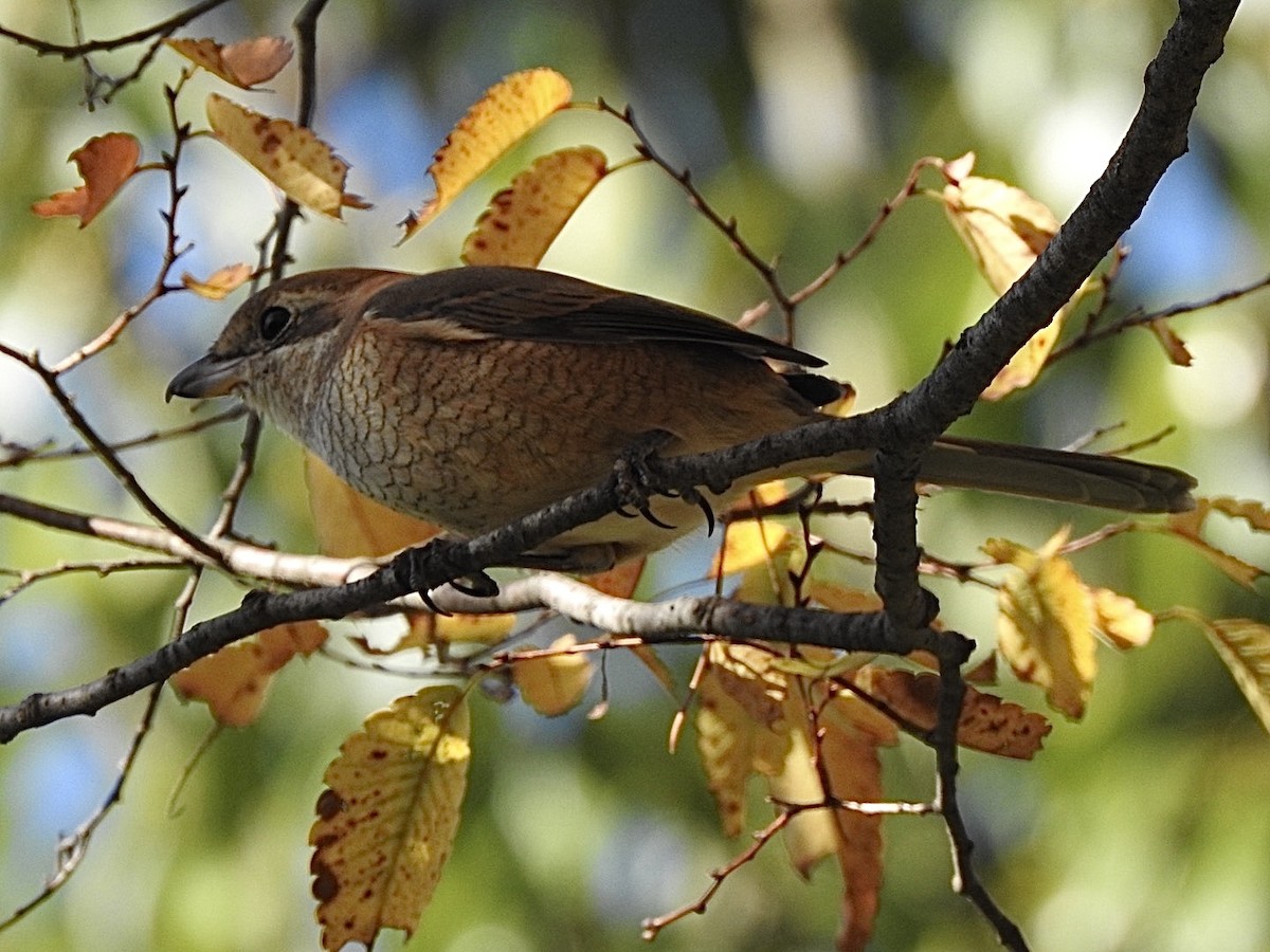 Bull-headed Shrike - ML645313358
