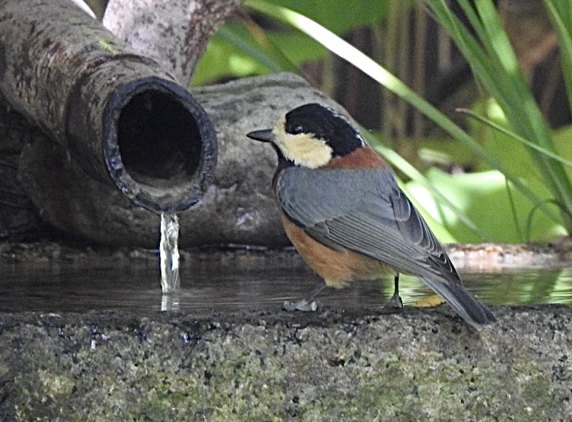 Varied Tit - ML645313364