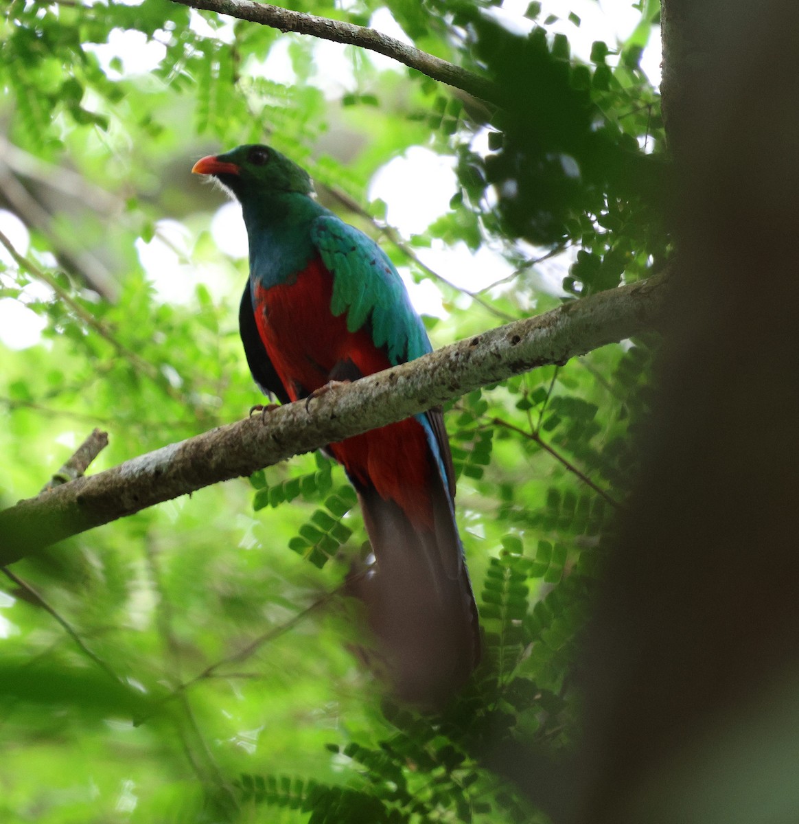 amazonketsal - ML645313365