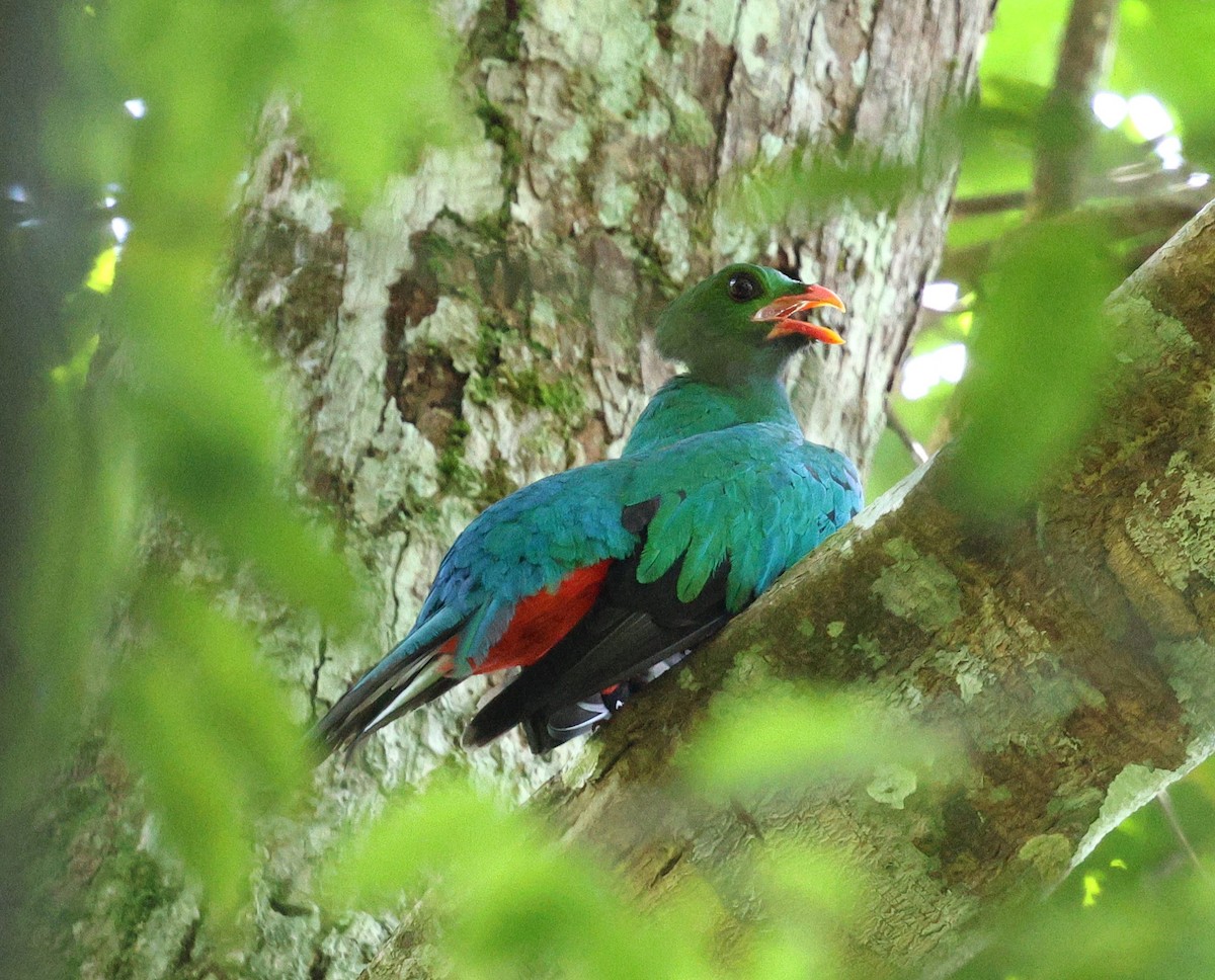 amazonketsal - ML645313366