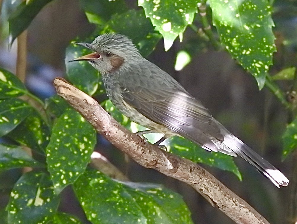 Brown-eared Bulbul - ML645313367