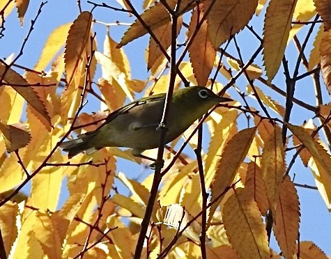 Warbling White-eye - ML645313368