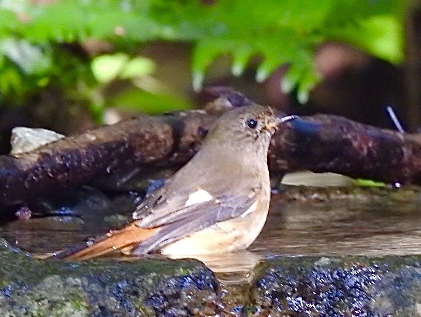 Daurian Redstart - ML645313370